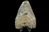 Bargain, Fossil Megalodon Tooth - North Carolina #91641-2